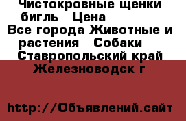 Чистокровные щенки бигль › Цена ­ 15 000 - Все города Животные и растения » Собаки   . Ставропольский край,Железноводск г.